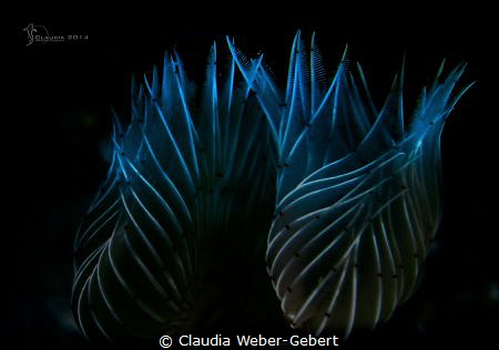 tranquillity...
tube worm macro by Claudia Weber-Gebert 