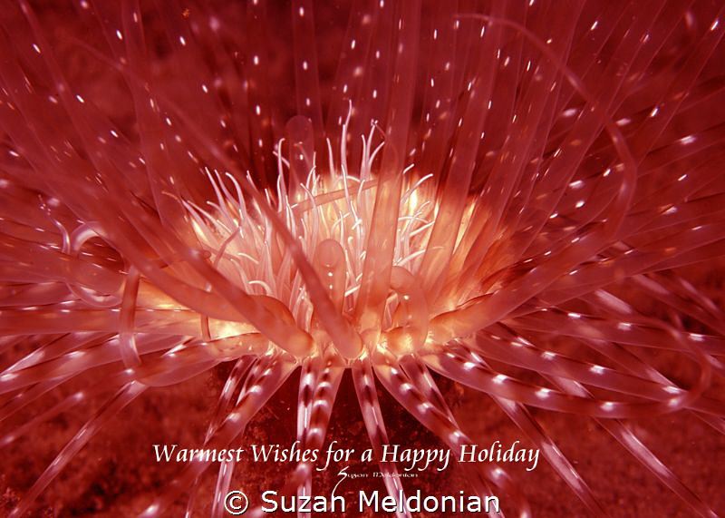 Happy holidays, anemone shot with red filter, and back li... by Suzan Meldonian 