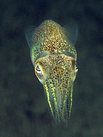 Little Cuttle.
Aughrusmore - Connemara. by Mark Thomas 