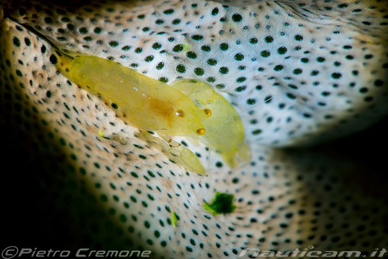 Heart light pistol shrimp by Pietro Cremone 