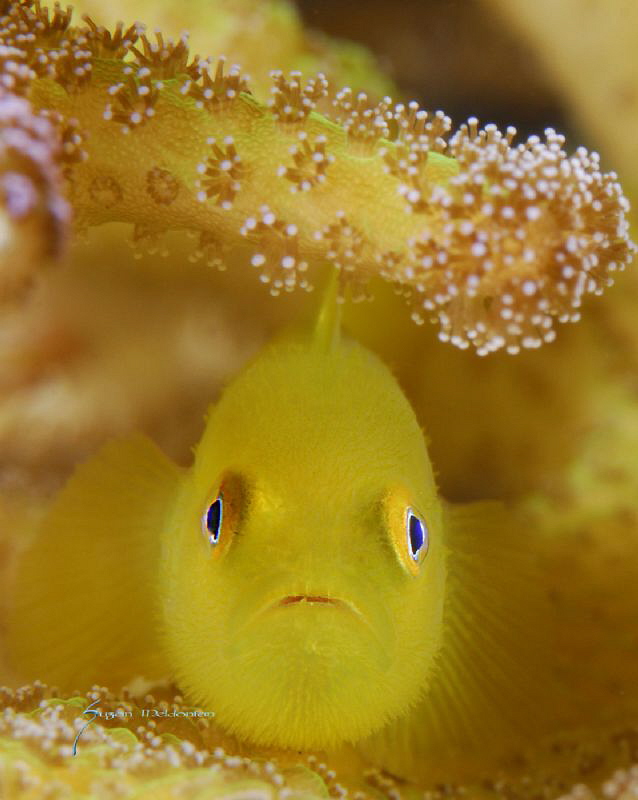 Hairy Goby by Suzan Meldonian 