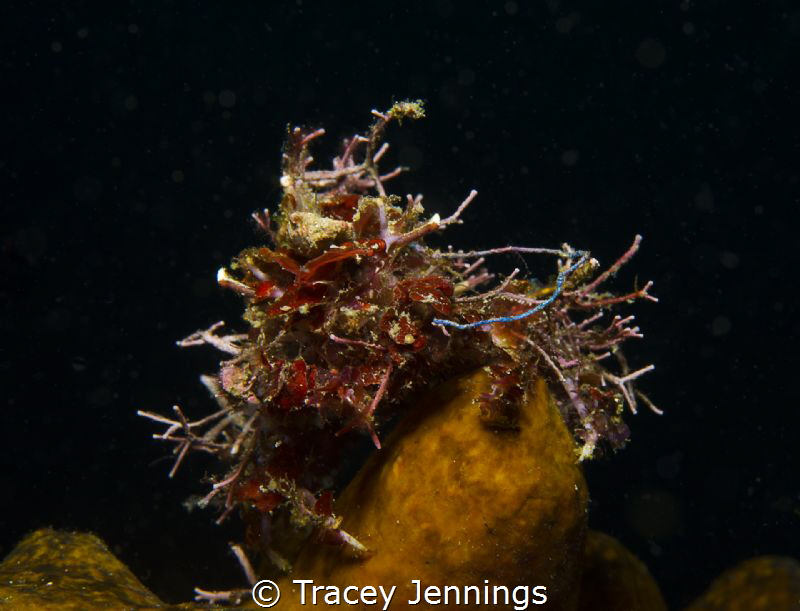 Bad hair day - decorator crab in the Philippines by Tracey Jennings 