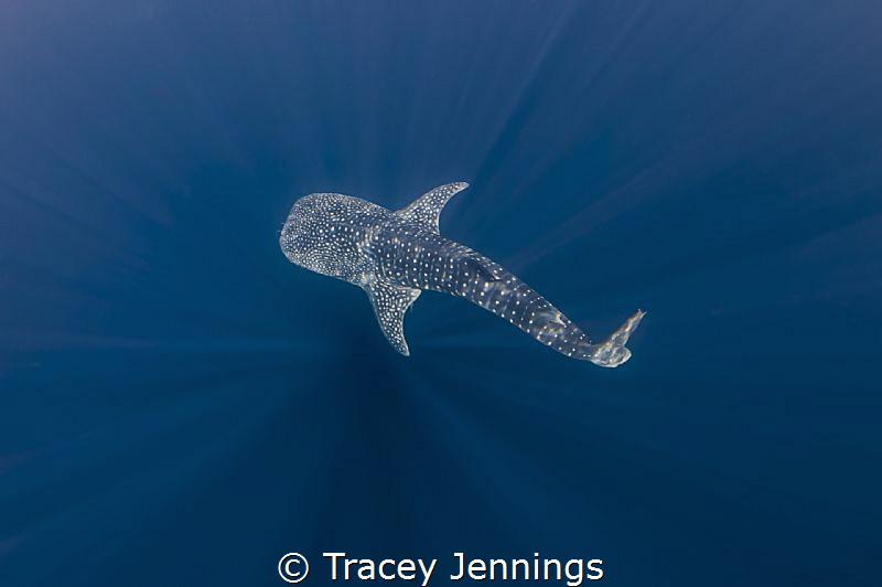 Swimming in the blue with whale sharks by Tracey Jennings 