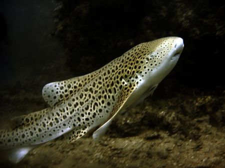 Leopard shark, off on a hunt at Phi Phi Island! by Alex Lim 