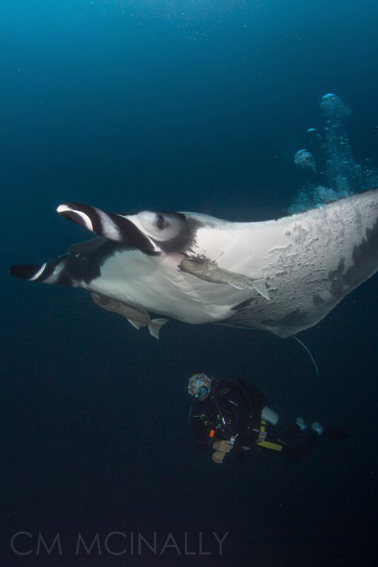 "Bubble Job" These resident giant mantas seek out divers ... by Craig Mcinally 