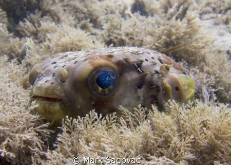 Little puffer fish? with "cosmo" eyes
 by Mark Sagovac 
