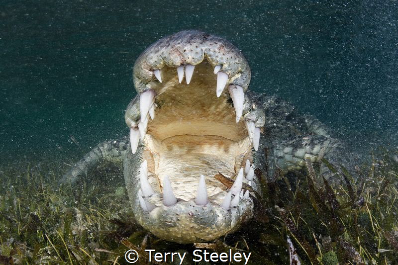 'American crocodile gets close and personal'
Banco Chinc... by Terry Steeley 