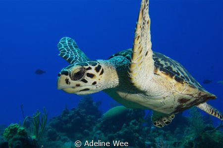 Young hawksbill turtle - Chilling and hanging out! by Adeline Wee 