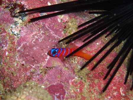 Blue banded goby seeking protection from a sea urchin. Ca... by Dallas Poore 
