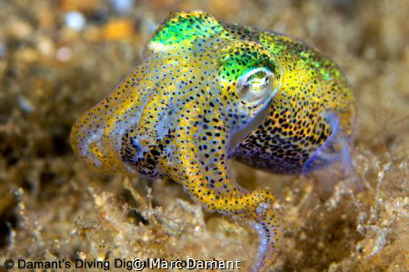 When cruising over an algae growth in secret bay this Bob... by Marc Damant 