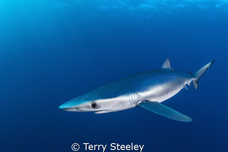 Wonderfully curious, the Atlantic blue shark moves in for... by Terry Steeley 