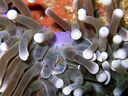 Commensal shrimp on anemone, Myanmar by Dawn Watson 