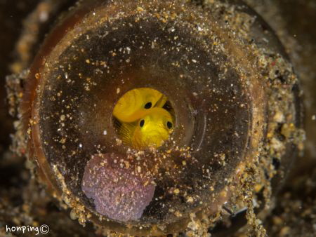 "This exit is too small for us" Spotted a pair goby hidde... by Hon Ping 