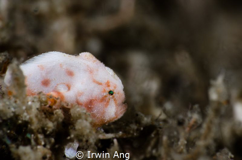 M I N I 
Juvenile Tuberculated Frogfish (Bandfin Frogfis... by Irwin Ang 