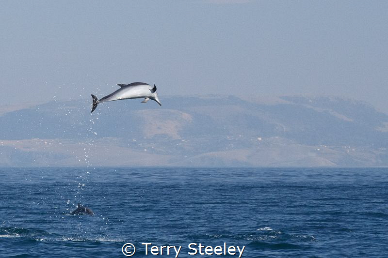 Dolphins! A wonderful distraction to a slow day on the sa... by Terry Steeley 