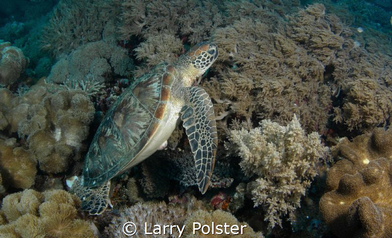 So many Green Turtles in the Cebu waters by Larry Polster 