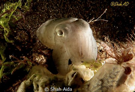 Juvenile Squid,taken @ Dumaguate Dauin.The guy was hiding... by Shah Aida 