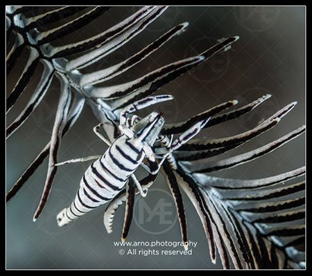 Crinoid shrimp in a feather star by Arno Enzo 