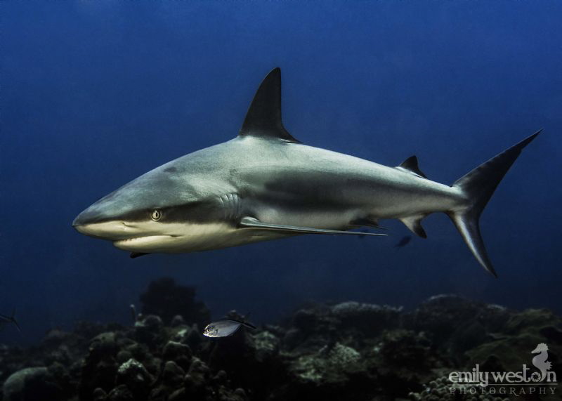 One of the Caribbean Reef sharks that frequent the reef o... by Emily Weston 