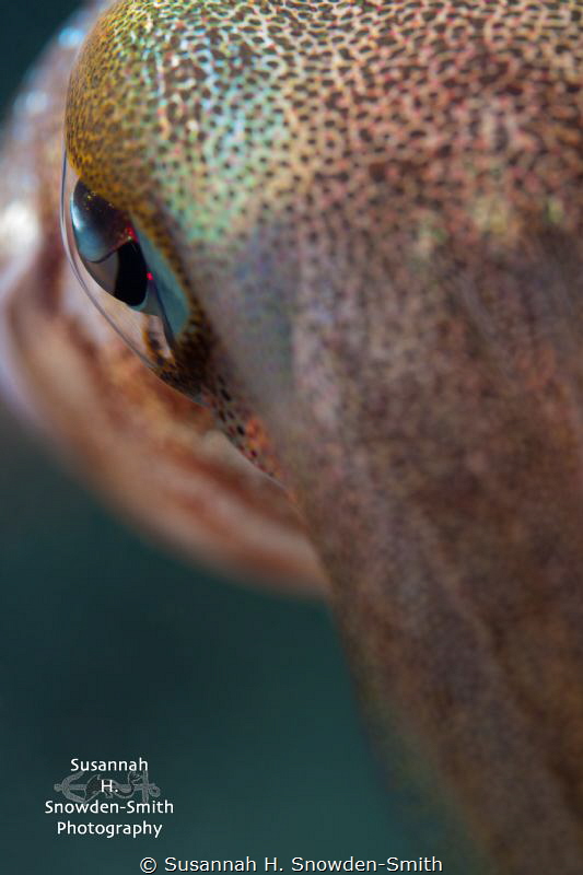 "Eye Of The Squid"
No crop by Susannah H. Snowden-Smith 