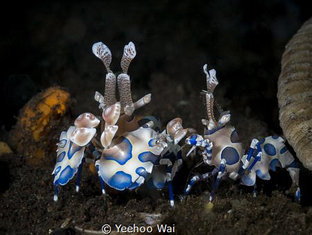 Harlequin shrimps (Hymenocera picta)
Tulamben, Bali by Yeehoo Wai 