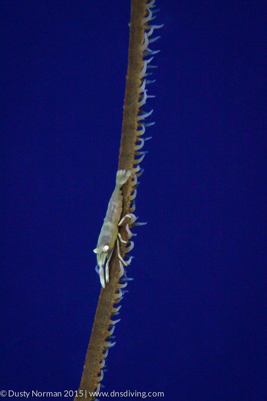 "High Wire"
Wire Coral Shrimp by Dusty Norman 