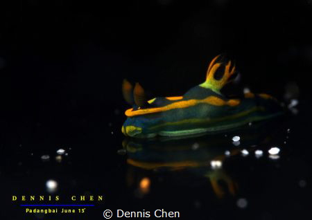 Reflection Tambja sp by Dennis Chen 