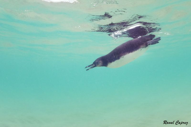 Galapagos penguin by Raoul Caprez 