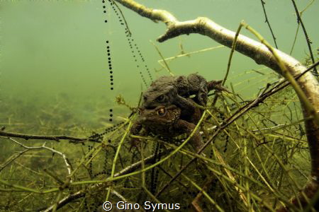 Mating toads, in fresh water in Belgium by Gino Symus 