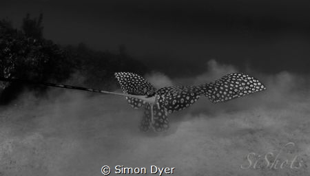 As the Eagle-ray looks for food it gave me the chance to ... by Simon Dyer 
