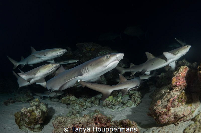 Let's Go This Way!
A group of whitetip reef sharks durin... by Tanya Houppermans 