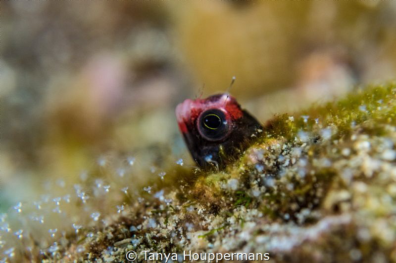 Peek-A-Boo
A Cocos Barnacle Blenny peeking out from a ho... by Tanya Houppermans 