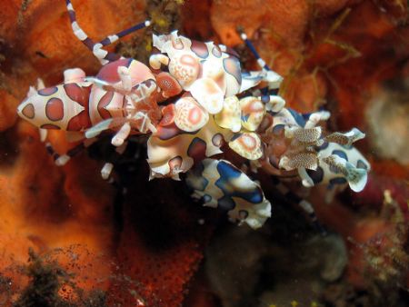 A pair of Harlequin shrimps taken at Bali, Indonesia by Dennis Siau 