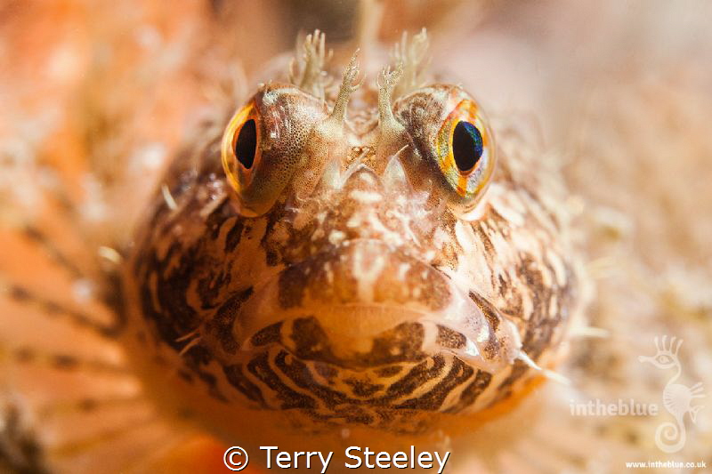 Making eye contact
— Subal underwater housing, Canon 1Dx... by Terry Steeley 