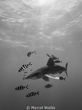 Oceanic White Tip Shark by Marcel Waldis 