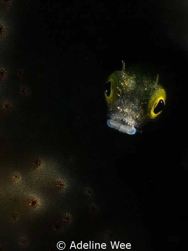 An "alien" underwater by Adeline Wee 