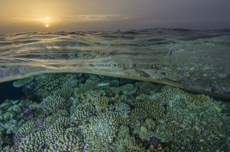 Sunset in the coral fields by Dmitry Starostenkov 