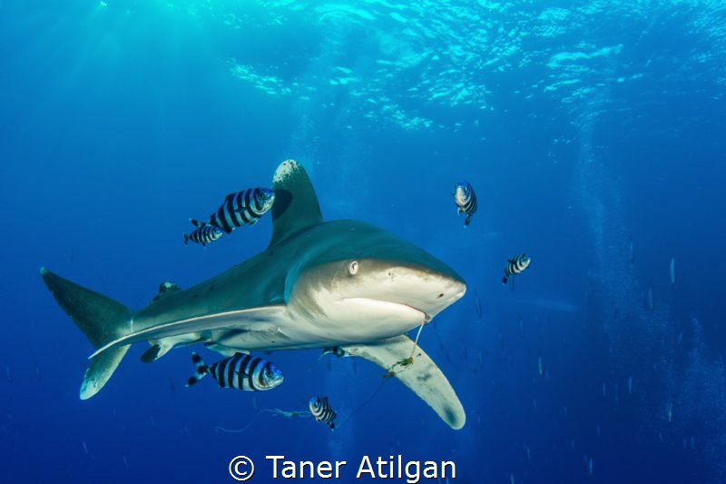 Oceanic Whitetip with a hook by Taner Atilgan 