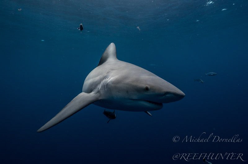 Up close free diving with Bull sharks by Michael Dornellas 