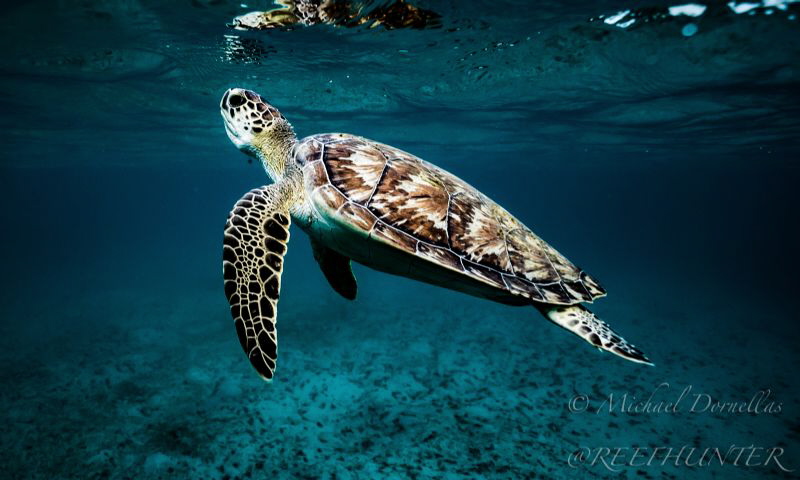 Green sea turtle coming up for air by Michael Dornellas 