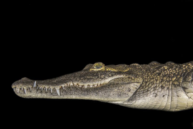 American crocodile swimming in a cenote on the edge of th... by Craig Mcinally 