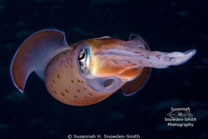 "Siphon On Dark Blue"

A Caribbean reef squid dances in... by Susannah H. Snowden-Smith 