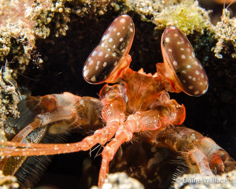 Spearing Mantis Shrimp in Bunaken National Park today. by Elaine Wallace 