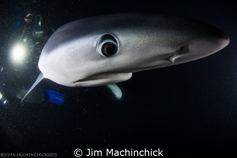 Blue sharks are just as curious about you as you are abou... by Jim Machinchick 