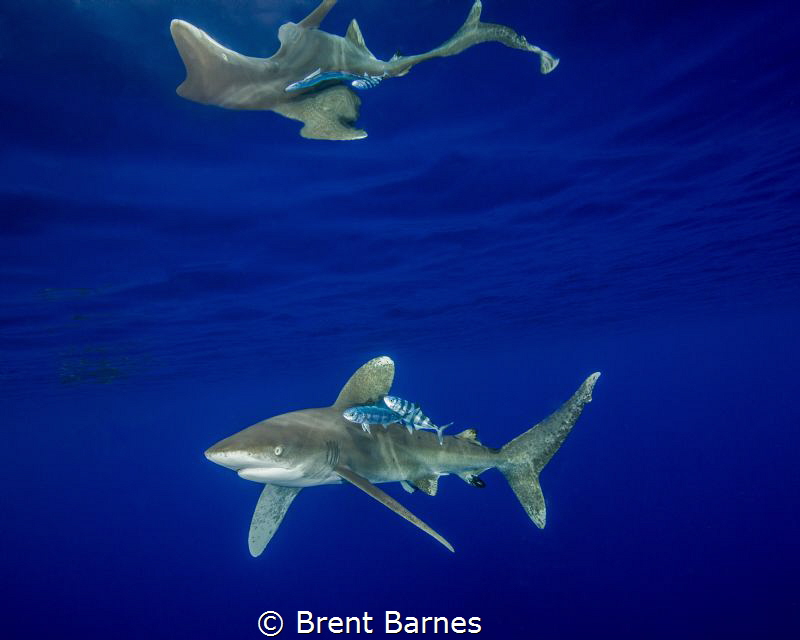 An oceanic white tip shark with surface reflections at Ca... by Brent Barnes 