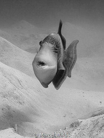Triggerfish by Marcel Waldis 