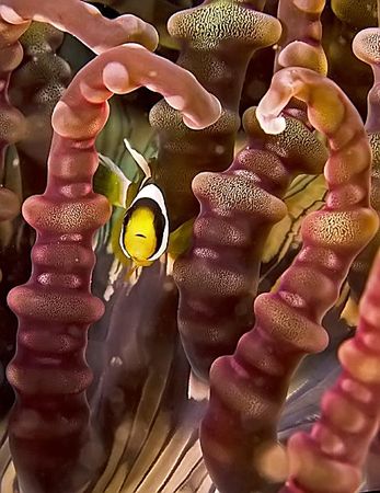 Magic Forest. Sooper macro of an Anemonefish in it's natu... by Rand Mcmeins 