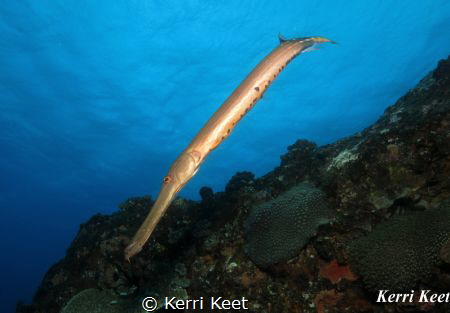 Trumpetfish posing for the camera on 2 mile reef, Sodwana by Kerri Keet 