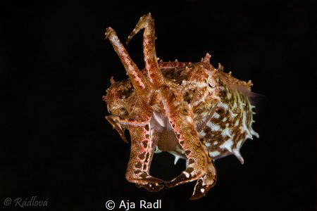 Tiny Crinoid Cuttlefish by Aja Radl 