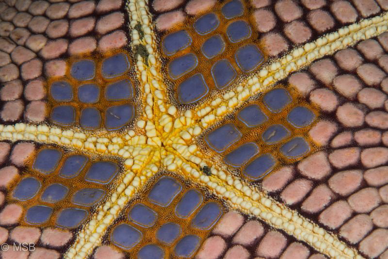 Reverse side of starfish. by Mehmet Salih Bilal 